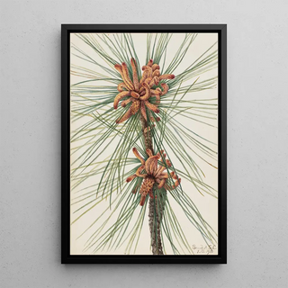 Mary Vaux Walcott - Loblolly Pine Pinus taeda.webp