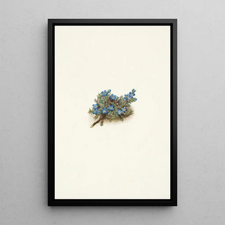 Mary Vaux Walcott - Moss Forgetmenot Eritrichum elongatum.webp