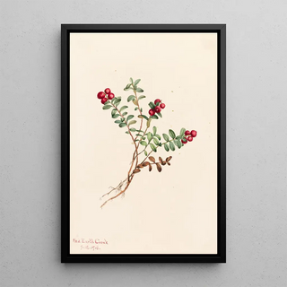 Mary Vaux Walcott - Mountain Cranberry Vaccinium vitisdaea minus.webp