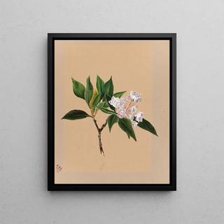 Mary Vaux Walcott - Mountain Laurel Kalmia latifolia.webp