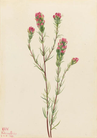 Mary Vaux Walcott - Owlclover Orthocarpus tenuifolius.webp