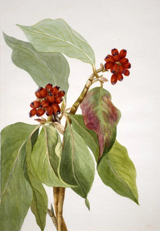 Mary Vaux Walcott - Pacific Dogwood Cornus nuttallii 2.webp