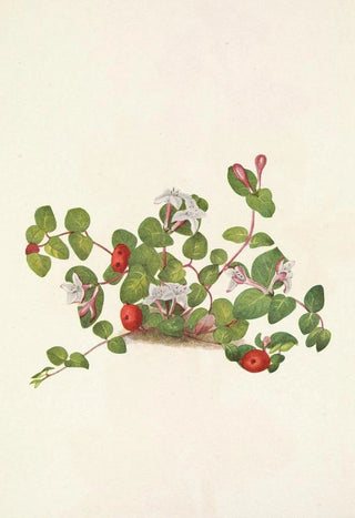 Mary Vaux Walcott - Partridgeberry Mdtchella repens.webp