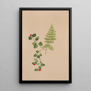 Mary Vaux Walcott - Partridgeberry Mitchella repens.webp