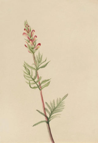 Mary Vaux Walcott - Pedicularis bracteosa.webp
