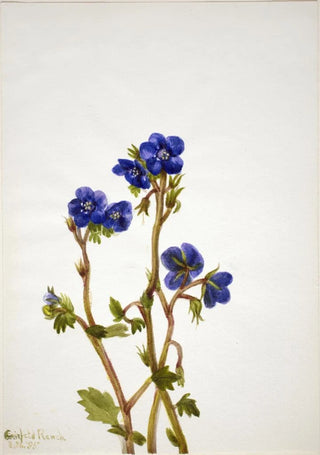 Mary Vaux Walcott - Phacelia Phacelia parryi.webp