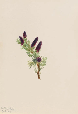 Mary Vaux Walcott - Picea engelmanni.webp