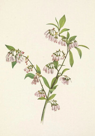 Mary Vaux Walcott - Pineland Blueberry Vaccinium tenellum.webp