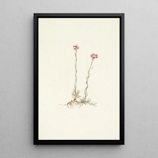 Mary Vaux Walcott - Pink Pussytoes Antennaria rosea.webp