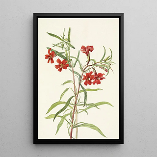 Mary Vaux Walcott - Red Monkeyflower Diplacus puniceus.webp