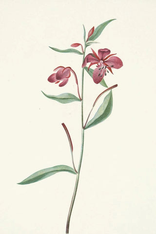 Mary Vaux Walcott - Red Willowweed Epilobium latifolium.webp
