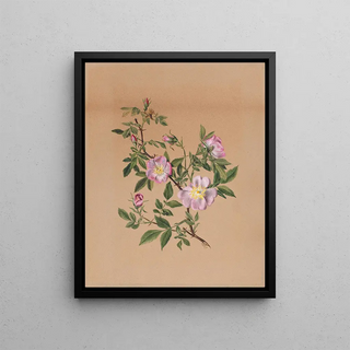 Mary Vaux Walcott - Rose Mallow Hibiscus moscheutos.webp