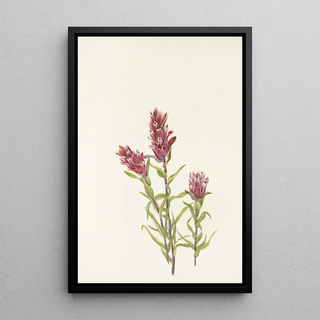 Mary Vaux Walcott - Rose Paintbrush Castilleja pallida.webp