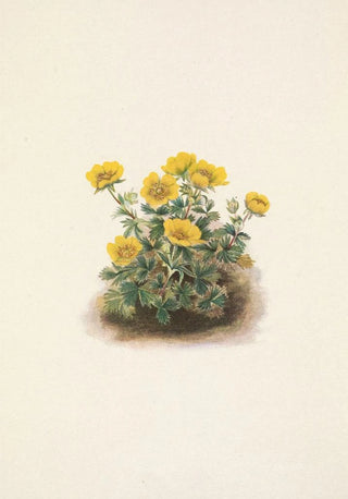 Mary Vaux Walcott - Rosette Cinquefoil Potentilia uniflora.webp