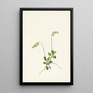 Mary Vaux Walcott - Sidebells Pyrola Pyrola secunda.webp