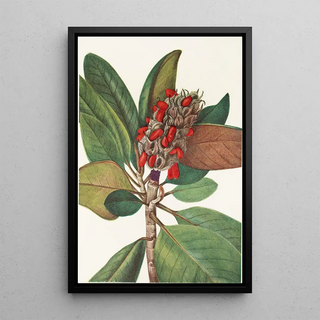 Mary Vaux Walcott - Southern Magnolia fruit Magnolia grandiflora.webp