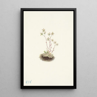 Mary Vaux Walcott - Spotted Saxifrage Saxifraga bronchialis.webp