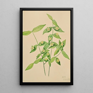 Mary Vaux Walcott - Strawberry Bush Euonymus americanus.webp