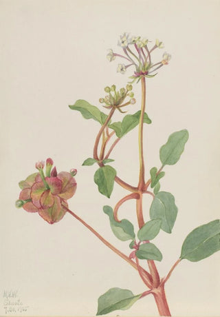 Mary Vaux Walcott - Untitled Tripterocalyx pedunculatus.webp