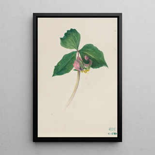 Mary Vaux Walcott - Untitled.webp