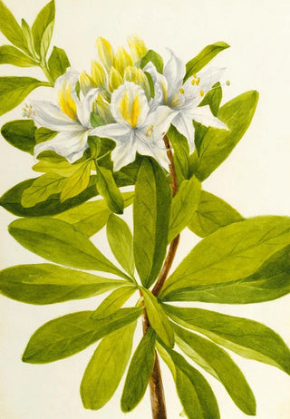 Mary Vaux Walcott - Western Azalea.webp