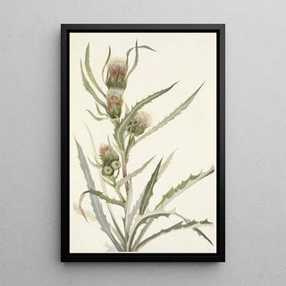 Mary Vaux Walcott - White Thistle Cirsium hookerianum.webp