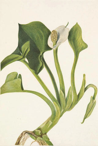 Mary Vaux Walcott - Wild Calla Calla palustris.webp