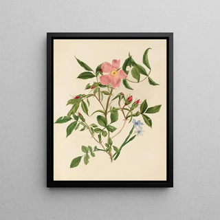 Mary Vaux Walcott - Wild Rose and Blueeyed Grass.webp