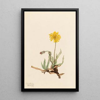 Mary Vaux Walcott - Woolly Agoseris Agoseris villosa.webp