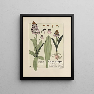 Maurice Pillard Verneuil - Orchis pourpre.webp