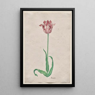 Pieter Holsteyn II - Study of a Tulip Anvaers.webp