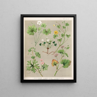 Sarah Featon - 1 Geranium dissectum 2 Geranium traversii 3 Pelargonium australe 4 Oxalis corniculata 5 Oxalis magellanica Plate 16.webp