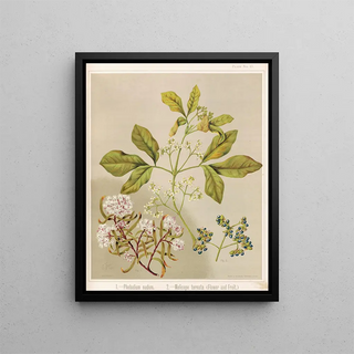 Sarah Featon - 1 Phebalium nudum 2 Melicope ternata flower and fruit Plate 17.webp