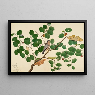 Sheikh Zain alDin - Brahminy Starling with Two Antheraea Moths Caterpillar and Cocoon on Indian Jujube Tree.webp