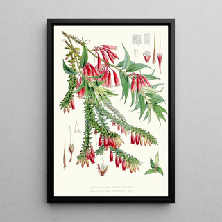 Walter Hood Fitch - A Vaccinium Salignum Hf et T B Vaccinium Serpens Hf et T.webp