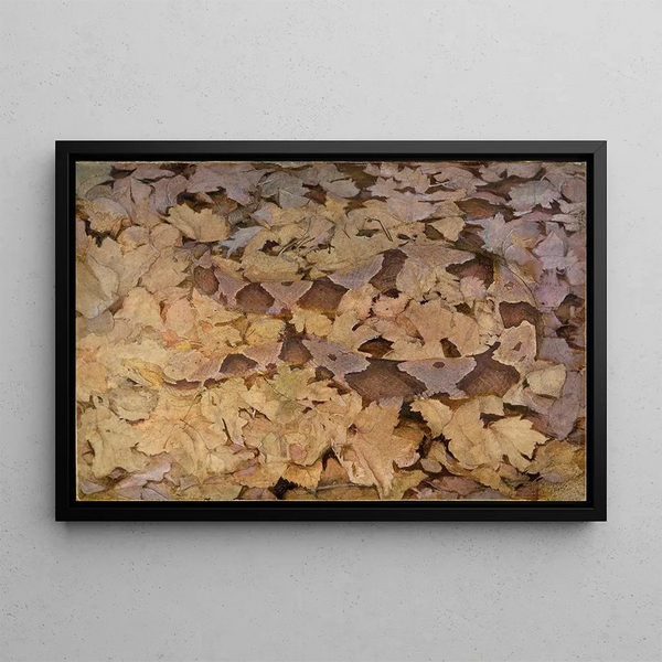 Abbott Handerson Thayer - Copperhead Snake on Dead Leaves study for book Concealing Coloration in the Animal Kingdom.webp