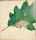 tutkimus oligocentra lignicolor Walker -kirjaan Concealing Coloration in the Animal Kingdom - Abbott Handerson Thayer — näkymä teoksesta