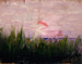 Étude de spatule rose pour le livre Camouflage dans le règne animal - Abbott Handerson Thayer — näkymä teoksesta