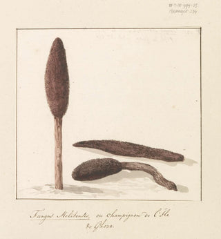 AbrahamLouisRodolphe Ducros - Zeldzame plant van eiland Gozo.webp