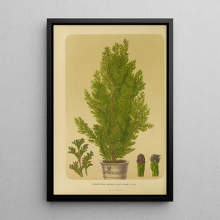 Abraham Jacobus Wendel - Nederlandsche flora en pomona Pl04.webp