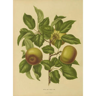 Abraham Jacobus Wendel - Nederlandsche flora en pomona Pl07.webp