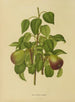 Flore hollandaise et Pomone Pl. 11 - Abraham Jacobus Wendel — näkymä teoksesta