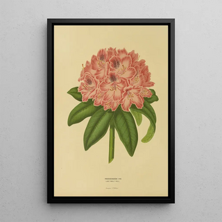 Abraham Jacobus Wendel - Nederlandsche flora en pomona Pl14.webp