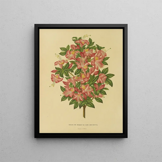 Abraham Jacobus Wendel - Nederlandsche flora en pomona Pl16.webp