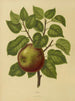 Flore hollandaise et Pomone PL20 - Abraham Jacobus Wendel — näkymä teoksesta