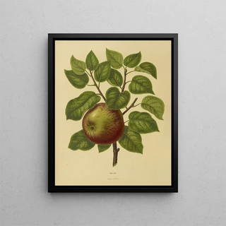 Abraham Jacobus Wendel - Nederlandsche flora en pomona Pl20.webp