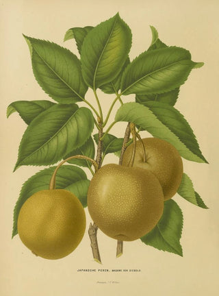 Abraham Jacobus Wendel - Nederlandsche flora en pomona Pl21.webp