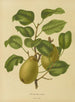 Flore hollandaise et Pomone PL25 - Abraham Jacobus Wendel — näkymä teoksesta