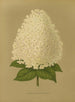 Flore hollandaise et Pomone PL26 - Abraham Jacobus Wendel — näkymä teoksesta