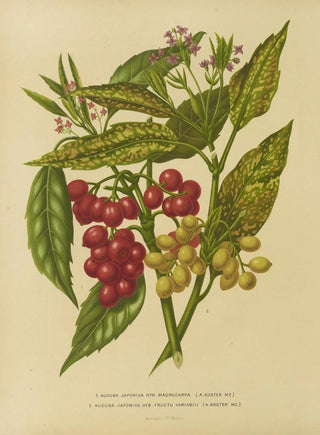 Abraham Jacobus Wendel - Nederlandsche flora en pomona Pl34.webp